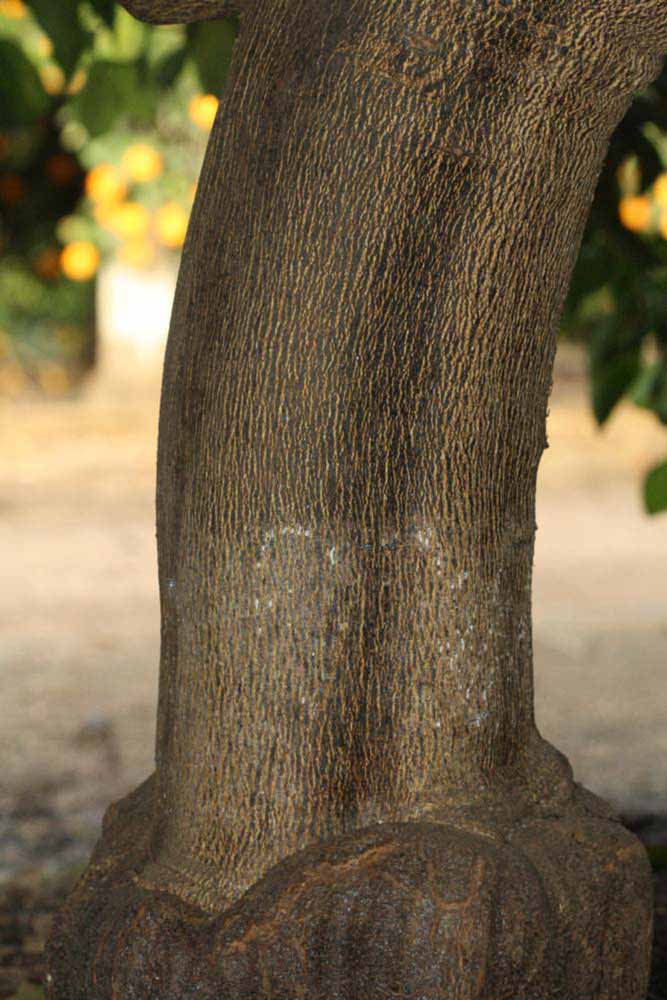              Bark (Riverside, CA)       